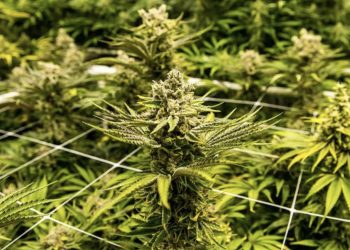 Why Blockchain and AI Could Be the Next Game-Changing Technologies for the Cannabis Industry