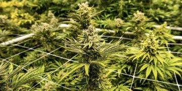 Why Blockchain and AI Could Be the Next Game-Changing Technologies for the Cannabis Industry