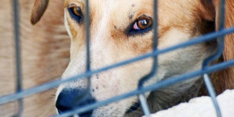 Be Inspired: The First Shelter Rescue Animals On The Blockchain To Receive NFTs For Virtual Pet Adoption