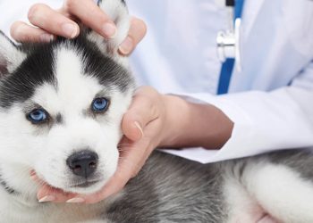 Growing the veterinary learning credential network with blockchain