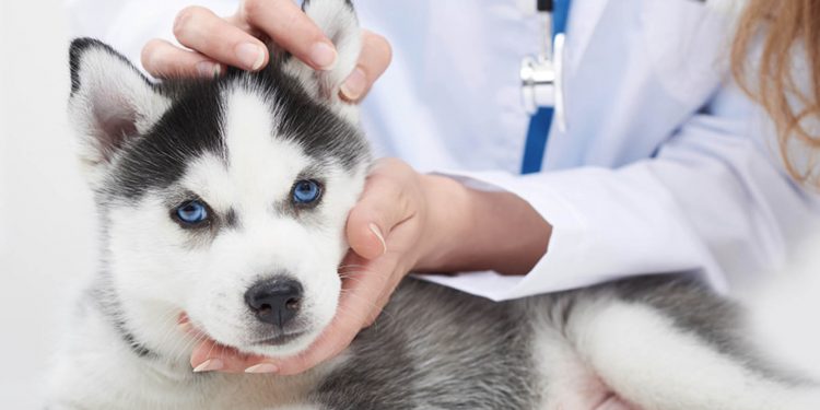 Growing the veterinary learning credential network with blockchain